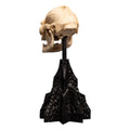 Herr der Ringe Mini Statue Skull of Lurtz 14 cm